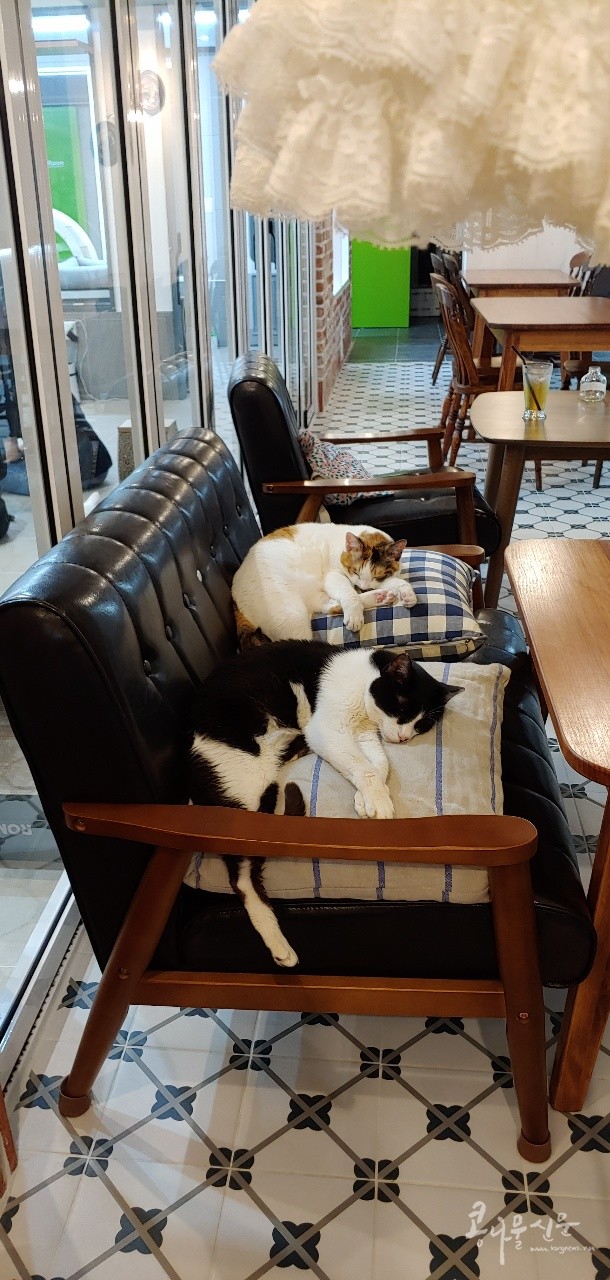 카페 존, 의자 위에서 졸고 있는 고양이