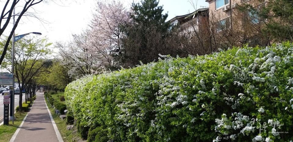 베르네천 산책로를 아름답게 꾸민 조팝나무꽃