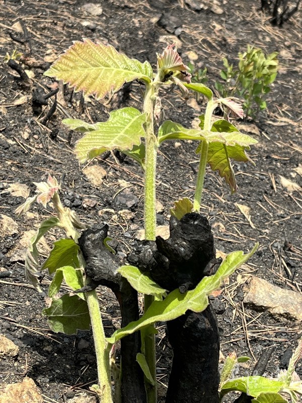 2022년 울진산불, 불탄 숲에서 한달 만에 자란 참나무 새싹