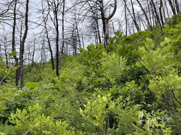 2019년 강릉산불, 3년 만에 저절로 낙엽활엽수 숲으로 자연 복원