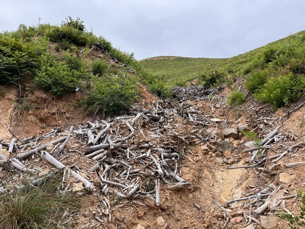 2019년 강릉산불, 벌목-인공조림으로 산사태 및 토양유실 피해