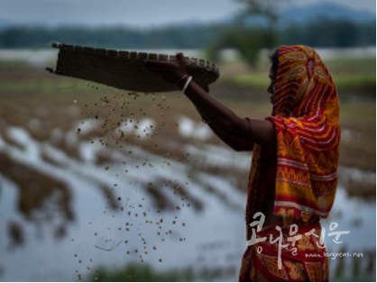 2022년 6월 인도 아쌈주(India Assam state)의 홍수로 피해 입은 옥수수를 말리는 한 여성
