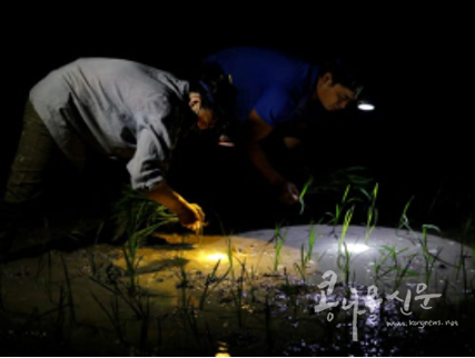2020년 6월 베트남 하노이에서 더위를 피해 밤에 논에 모내기를 하고 있는 농부