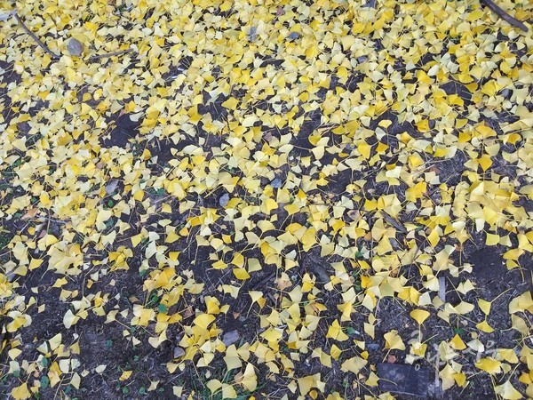 바닥에 떨어진 은행잎도 풍경이 된다.