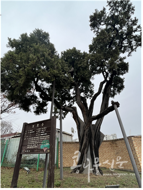 여월동 540년 측백나무 보호수