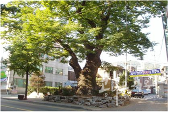 소사본동 800년생 느티나무 보호수