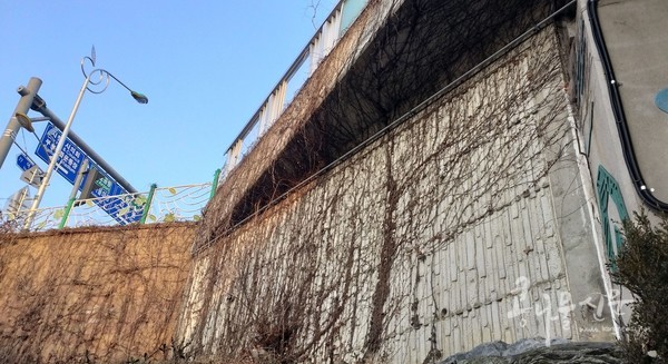 베르네천  천변 옹벽을 악착같이 기오 오른 담쟁이덩굴의 모습
