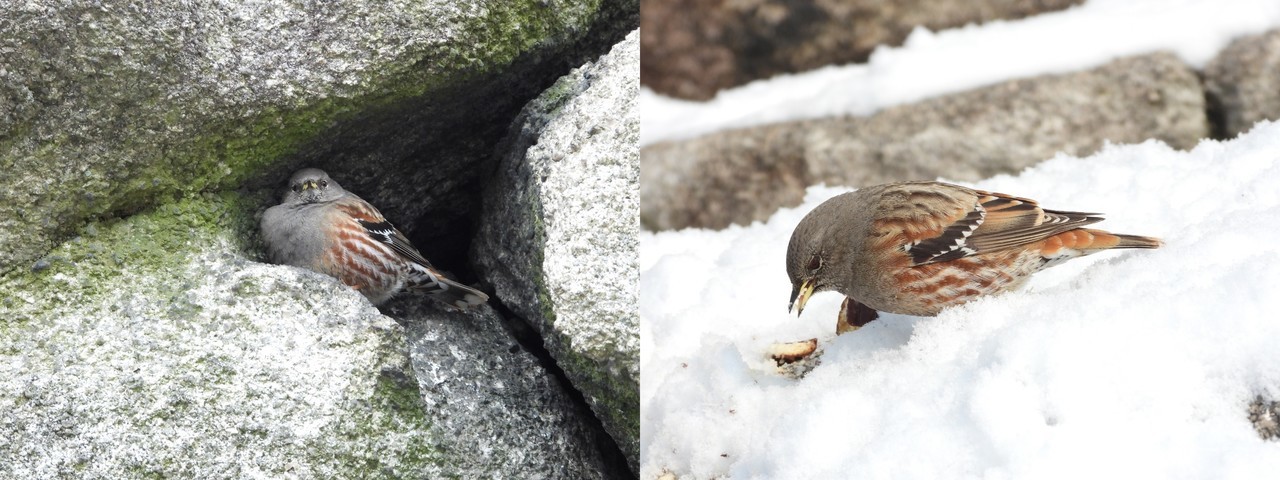 사진 (좌) 바위종다리  (우) 초코파이 먹는 바위종다리
