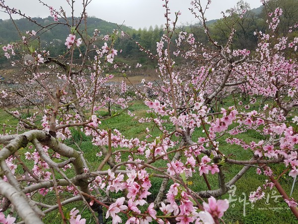 춘덕산 복숭아꽃축제