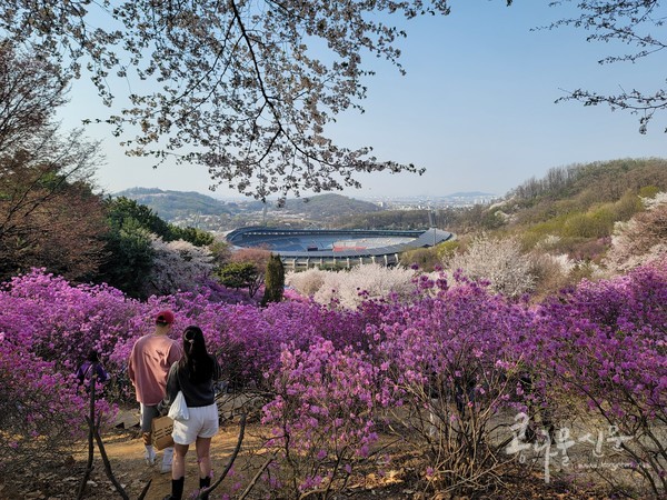 진달래꽃, 벚꽃, 개나리가 만발한 원미산 진달래 동산