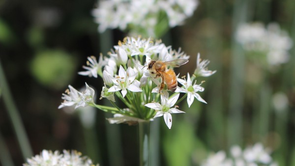 꿀벌(사진출처 픽사베이)