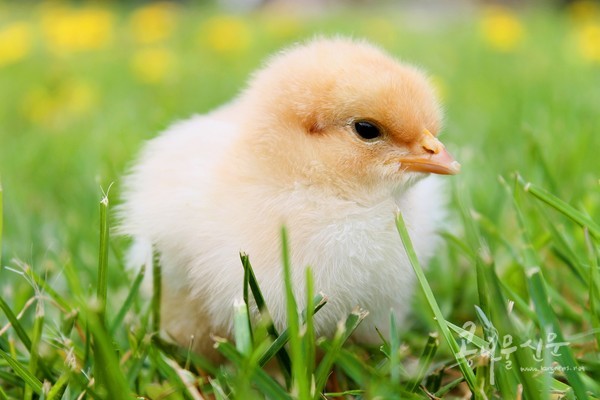 인간 세계에 태어난 닭의 운명은 참으로 슬프다. (사진출처 픽사베이)