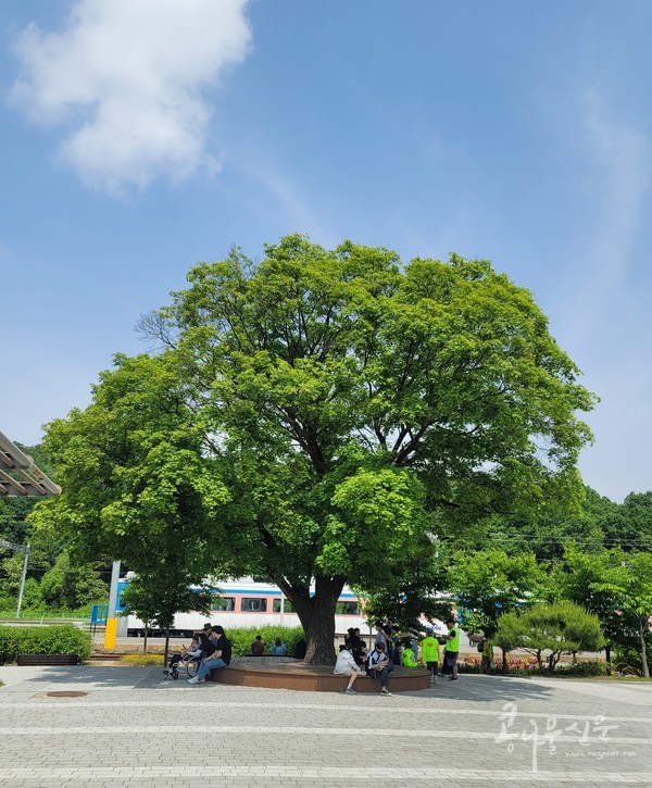 옛 김유정역의 느티나무