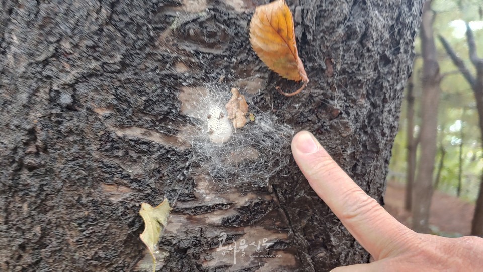 성주산의 자연. 지난 여름(6월 초) 알에서 깨어나 자란 무당거미가 한로절기에 알집을 만들었다. (사진 및 설명 김동숙 활동가)
