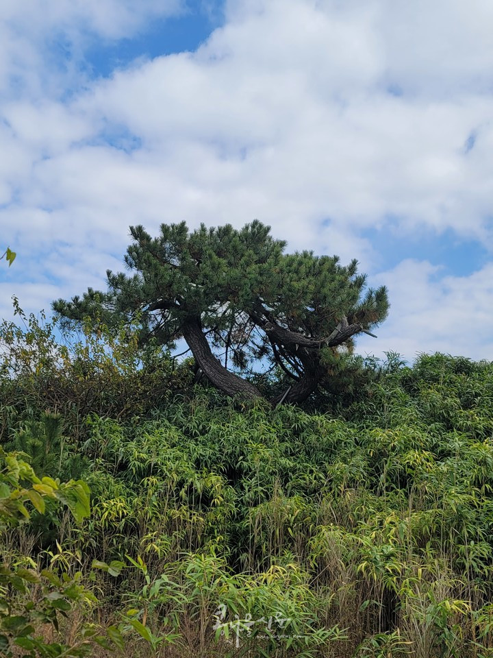 대나무밭 언덕에 멋진 소나무 한그루가 서있다. 